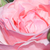 Roze - Grandiflora-floribunda roos - Queen Elizabeth